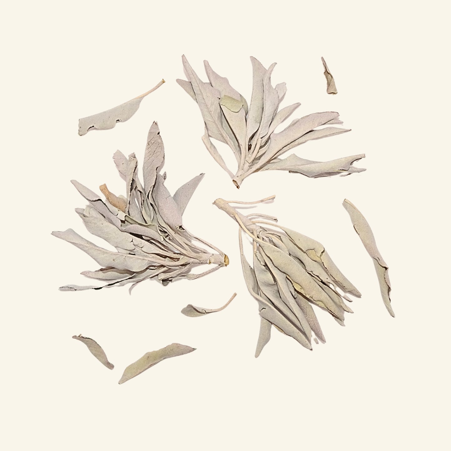 Weisser Salbei (Salvia apiana)