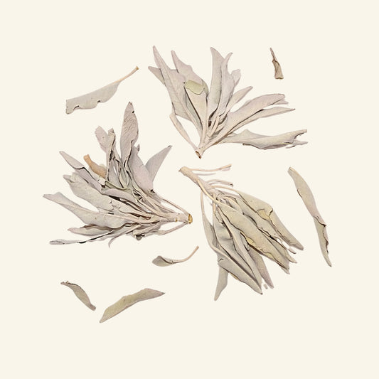 Weisser Salbei (Salvia apiana)