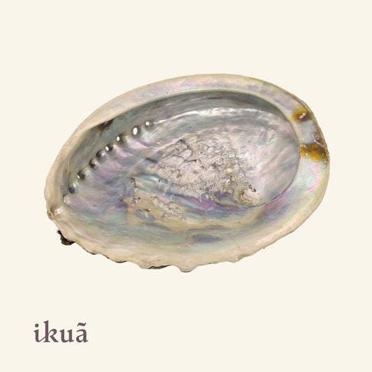 Abalone-Muschel (16-18 cm)