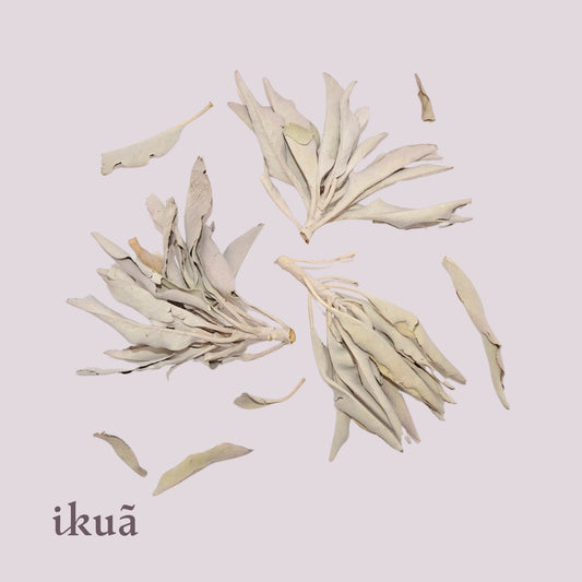 Weisser Salbei (Salvia apiana)