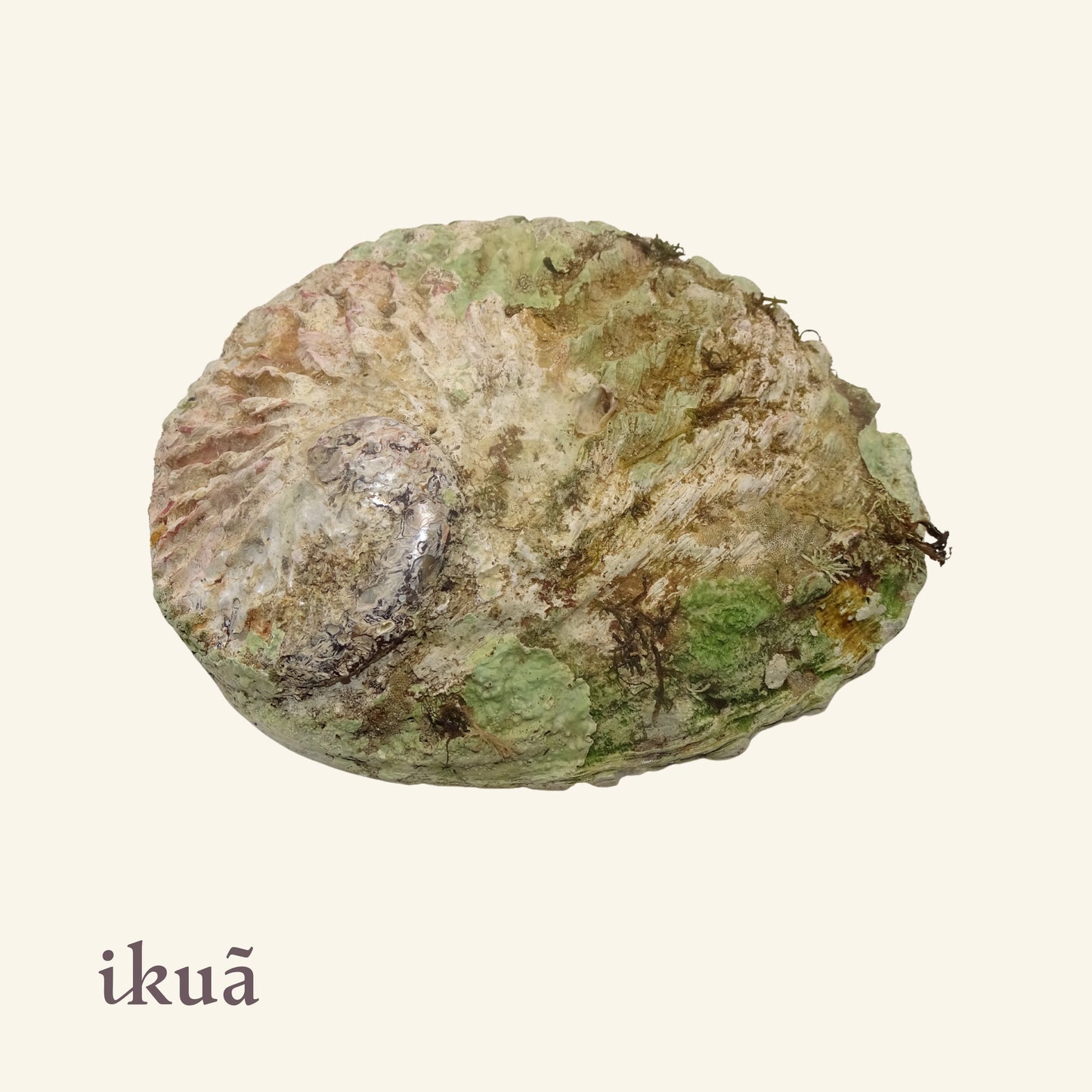 Abalone-Muschel (16-18 cm)