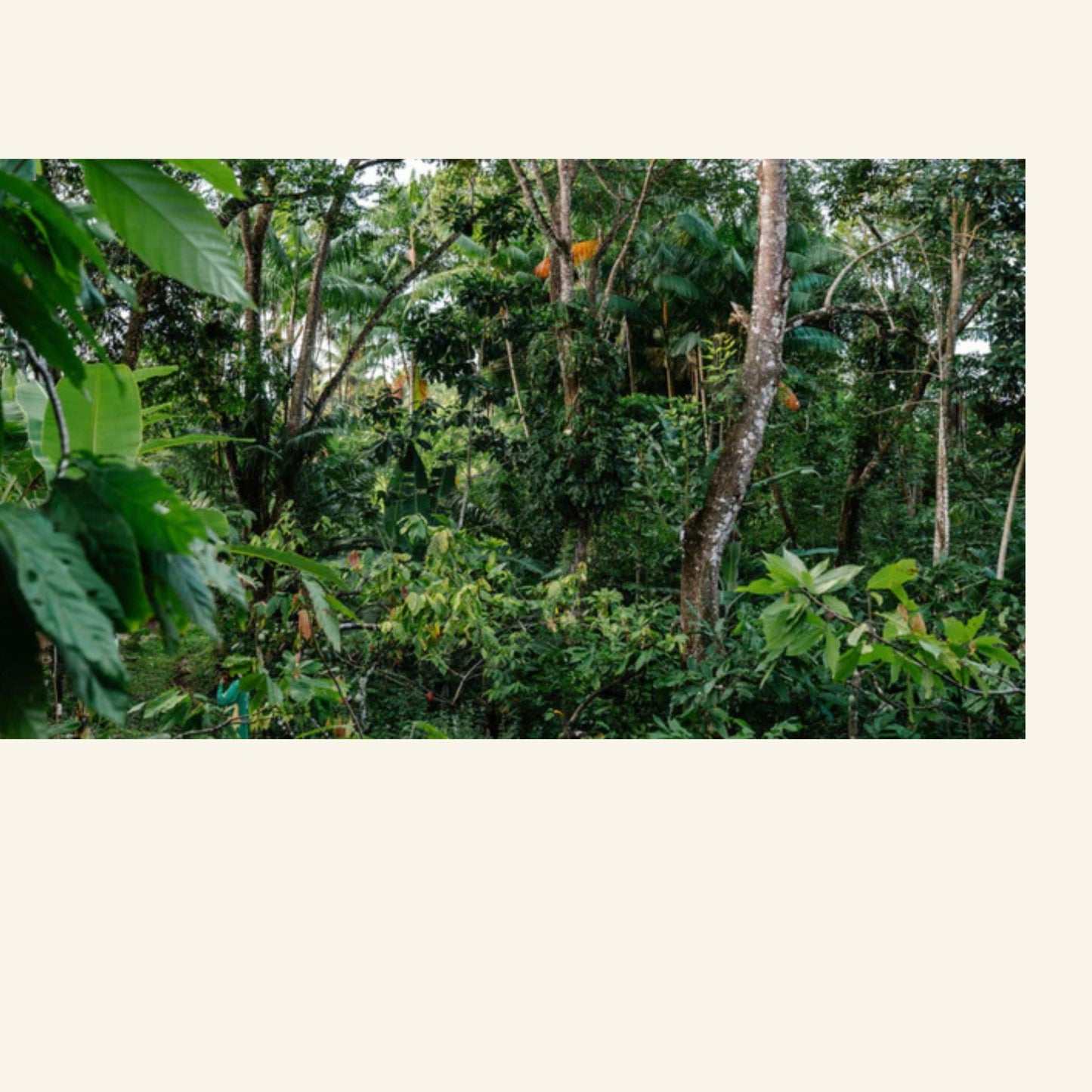 Será - Zeremonieller - Bio Roh-Kakao - 450g Block - Regenwald - Brasilien - Bahia