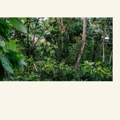 Será - Zeremonieller - Bio Roh-Kakao - 450g Block - Regenwald - Brasilien - Bahia