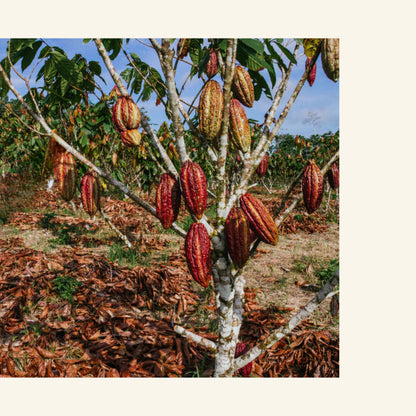 Será - Bio Roh-Kakao - Drops 360g - Regenwald - Brasilien -Bahia